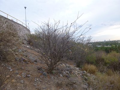 Fouquieria macdougalii, photographed by Joel Gómez Murillo