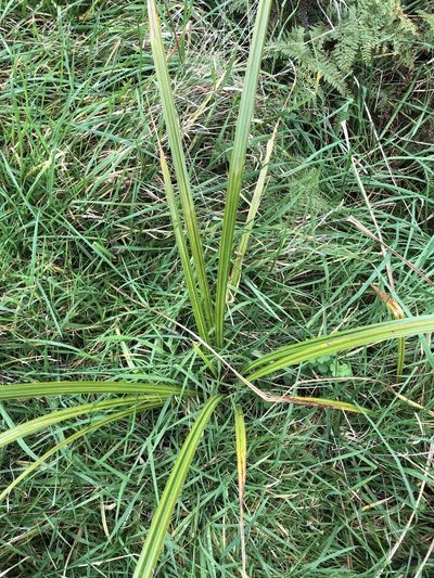 Carex lessoniana, photographed by boogsiepie