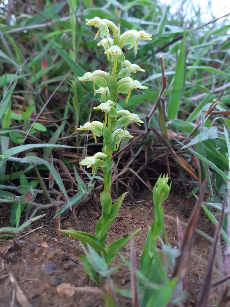 Habenaria hexaptera, photographed by Thibaud Aronson