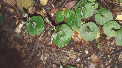 Acianthus sinclairii, photographed by Doug Miller