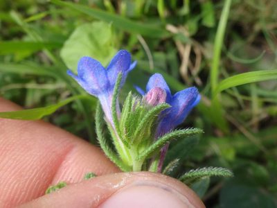 Glandora prostrata, photographed by Ben Costamagna