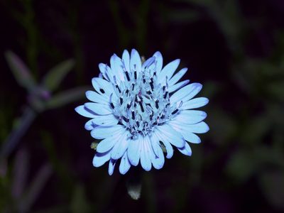 Palafoxia hookeriana, photographed by Michelle W. （鍾偉瑋）