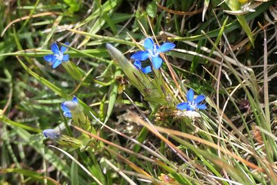 Gentiana nivalis, photographed by Rafael Medina