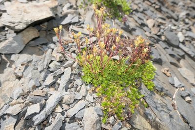 Saxifraga moschata, photographed by Rafael Medina