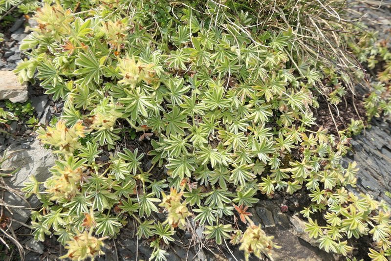 Potentilla nivalis, photographed by Rafael Medina