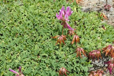 Trifolium alpinum, photographed by Rafael Medina