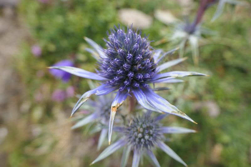 Eryngium bourgatii, photographed by Rafael Medina