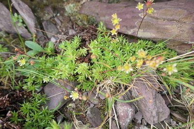 Saxifraga moschata, photographed by Rafael Medina