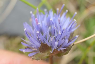 Jasione laevis, photographed by Rafael Medina