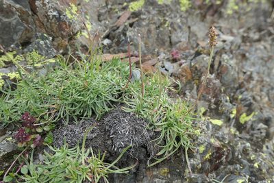 Plantago alpina, photographed by Rafael Medina