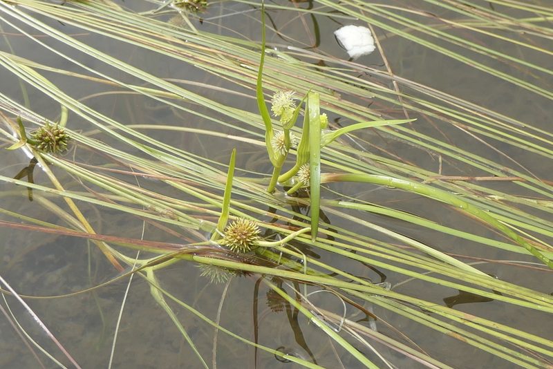 Sparganium angustifolium, photographed by Rafael Medina