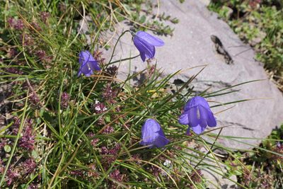 Campanula scheuchzeri, photographed by Rafael Medina