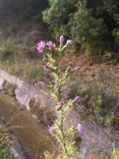 Cirsium creticum, photographed by George Papademetriou
