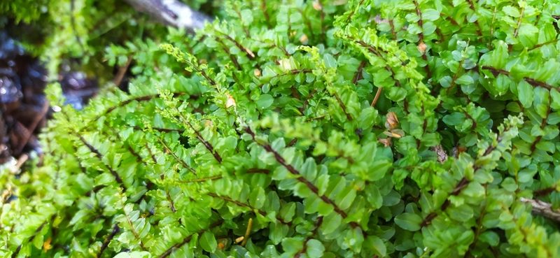 Pseudobryum cinclidioides, photographed by Алексей Ябс