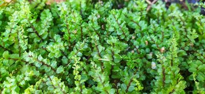 Pseudobryum cinclidioides, photographed by Алексей Ябс