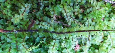 Pseudobryum cinclidioides, photographed by Алексей Ябс