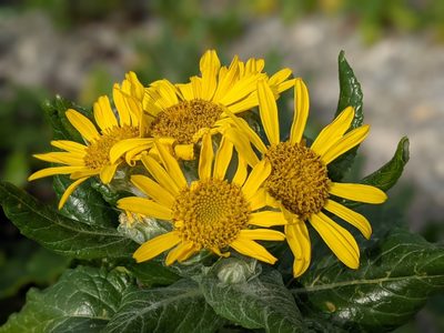 Senecio pseudoarnica, photographed by Todd Boland