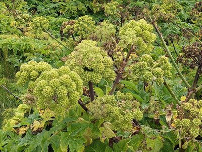 Angelica atropurpurea, photographed by Todd Boland