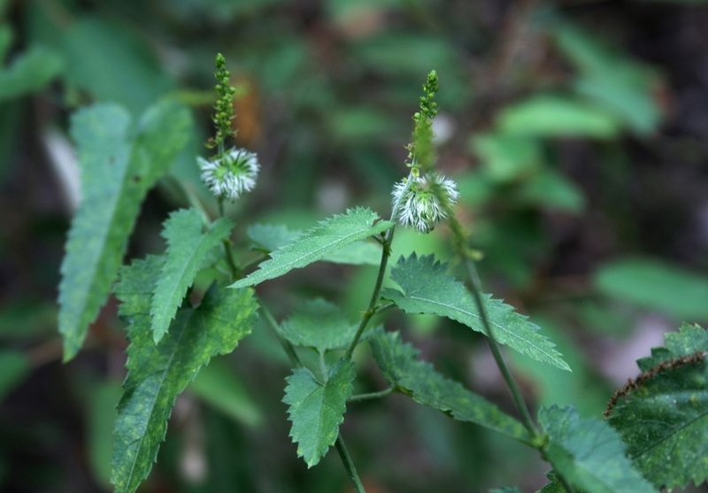 Tragia dioica, photographed by M Kriek