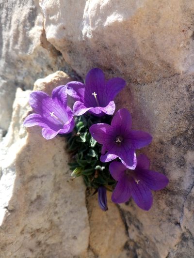 Campanula morettiana, photographed by Chiara
