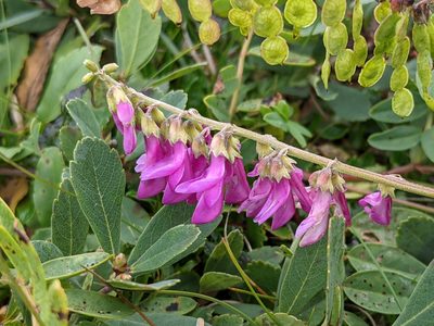Hedysarum alpinum, photographed by Todd Boland