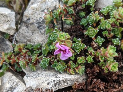 Saxifraga oppositifolia, photographed by Todd Boland