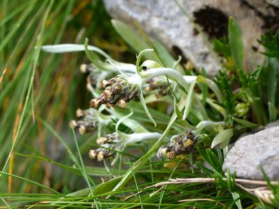 Gnaphalium hoppeanum, photographed by Wolfgang Jauch
