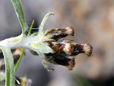 Gnaphalium hoppeanum, photographed by Wolfgang Jauch