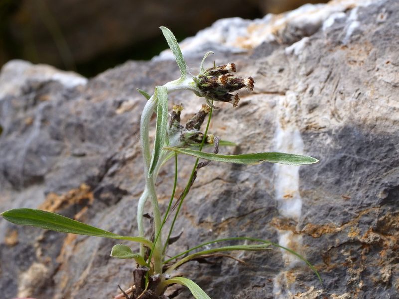 Gnaphalium hoppeanum, photographed by Wolfgang Jauch