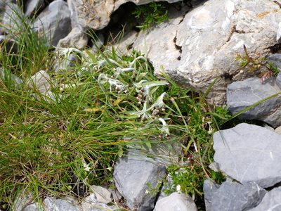 Gnaphalium hoppeanum, photographed by Wolfgang Jauch