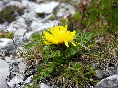Crepis terglouensis, photographed by Wolfgang Jauch