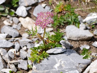 Mutellina purpurea, photographed by Wolfgang Jauch