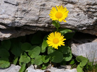Doronicum grandiflorum, photographed by Wolfgang Jauch