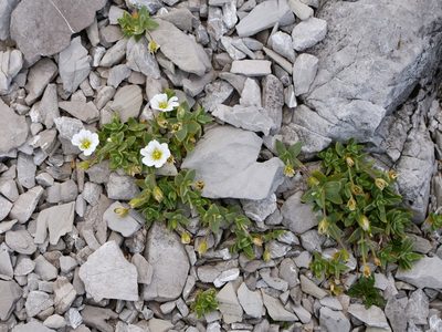 Cerastium latifolium, photographed by Wolfgang Jauch