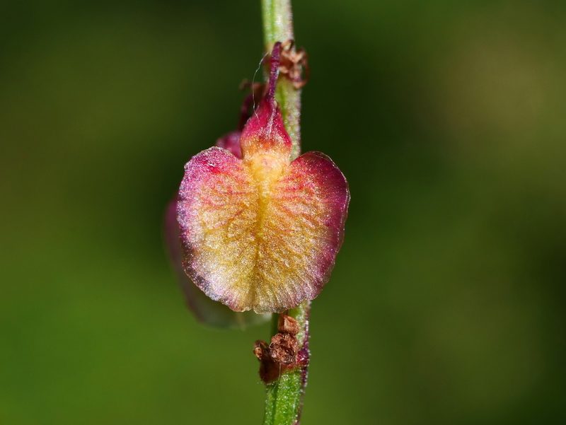 Rumex alpestris, photographed by Wolfgang Jauch