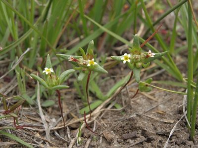 Gymnosteris parvula, photographed by Jim Morefield