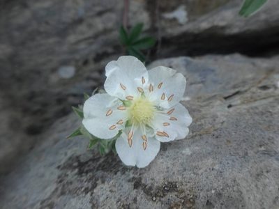 Potentilla alchimilloides, photographed by Ben Costamagna