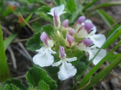 Teucrium pyrenaicum, photographed by Ben Costamagna