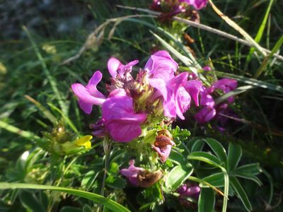 Pedicularis pyrenaica, photographed by Ben Costamagna