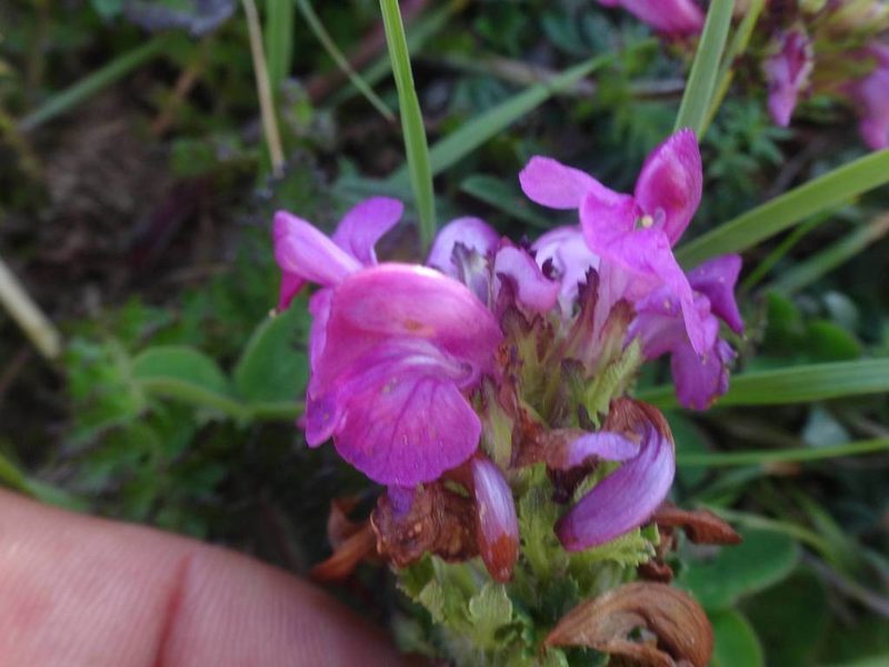 Pedicularis pyrenaica, photographed by Ben Costamagna