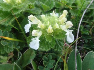 Teucrium pyrenaicum, photographed by Ben Costamagna