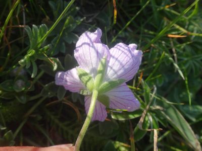 Geranium cinereum, photographed by Ben Costamagna