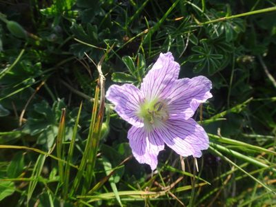 Geranium cinereum, photographed by Ben Costamagna