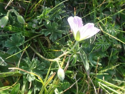 Geranium cinereum, photographed by Ben Costamagna