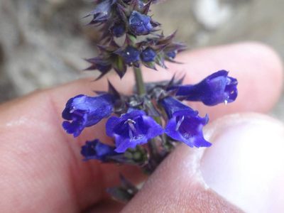 Horminum pyrenaicum, photographed by Ben Costamagna