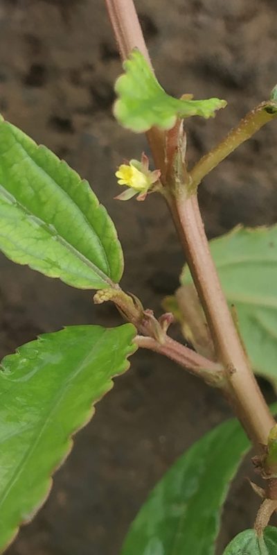 Corchorus fascicularis, photographed by S.MORE