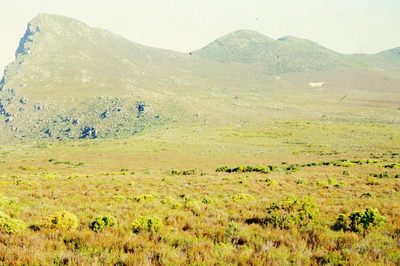 Audouinia capitata, photographed by Tony Rebelo