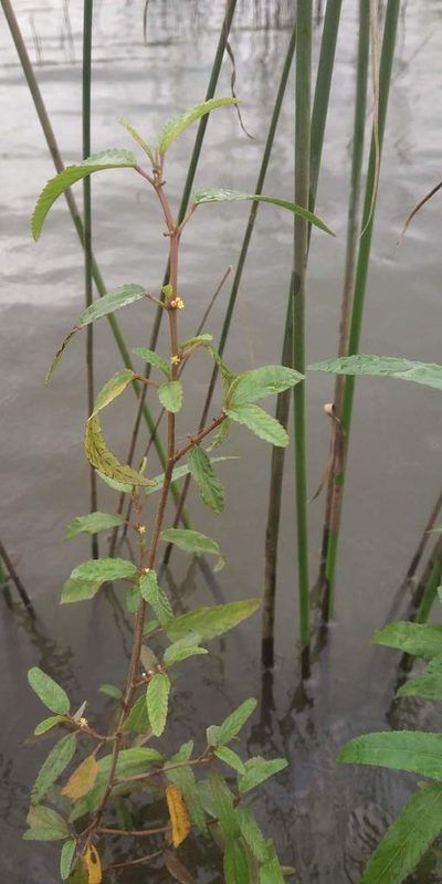 Corchorus fascicularis, photographed by S.MORE