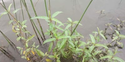 Corchorus fascicularis, photographed by S.MORE