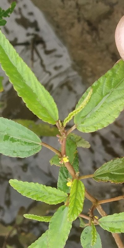 Corchorus fascicularis, photographed by S.MORE